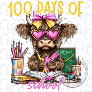 100 Days Highland Cow