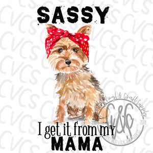 Yorkie Mama